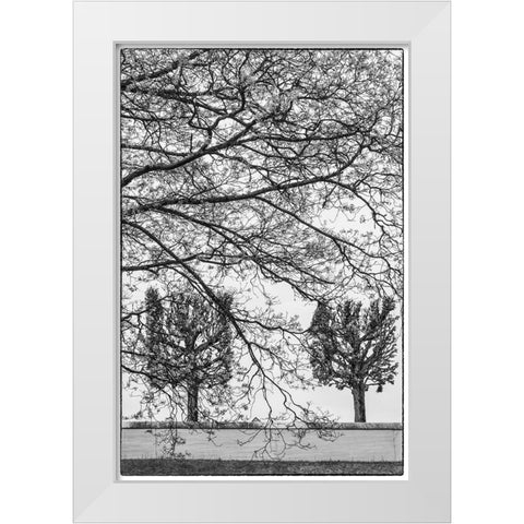 Sweden-Stockholm-trees-early spring White Modern Wood Framed Art Print by Bibikow, Walter