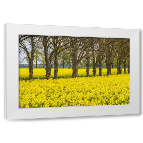 Sweden-Gotland Island-Romakloster-landscape with yellow flowers-springtime White Modern Wood Framed Art Print by Bibikow, Walter