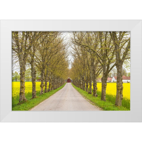 Sweden-Gotland Island-Romakloster-country road with yellow springtime flowers White Modern Wood Framed Art Print by Bibikow, Walter