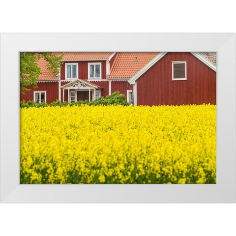 Sweden-Lake Vattern Area-Renstad-farm-springtime White Modern Wood Framed Art Print by Bibikow, Walter