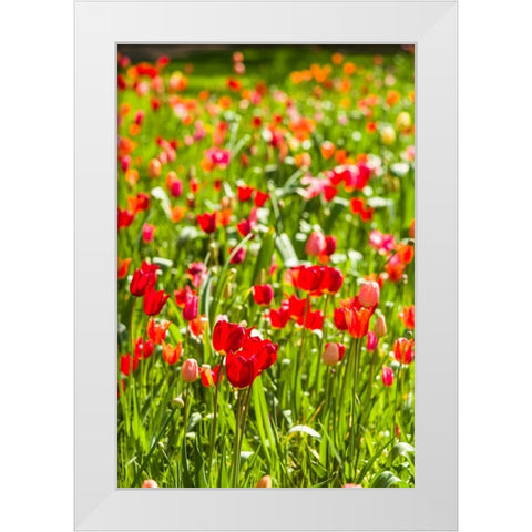 Sweden-Oland Island-Borgholm-Solliden Slott palace-Swedish Royal Family summer palace-palace garden White Modern Wood Framed Art Print by Bibikow, Walter