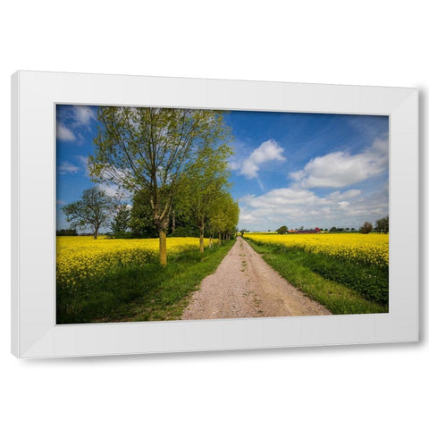 Southern Sweden-Boste lage-country road with yellow flowers-springtime White Modern Wood Framed Art Print by Bibikow, Walter
