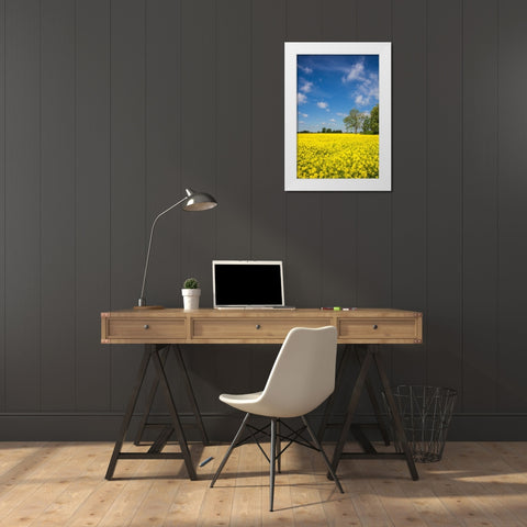Southern Sweden-Boste lage-filed with yellow flowers-springtime White Modern Wood Framed Art Print by Bibikow, Walter