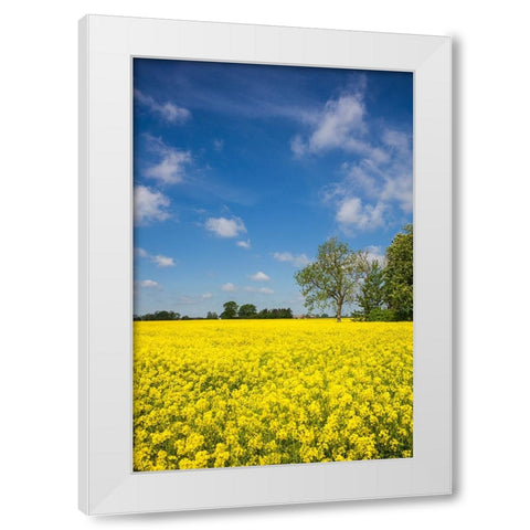 Southern Sweden-Boste lage-filed with yellow flowers-springtime White Modern Wood Framed Art Print by Bibikow, Walter