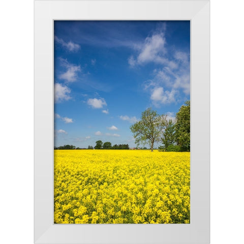 Southern Sweden-Boste lage-filed with yellow flowers-springtime White Modern Wood Framed Art Print by Bibikow, Walter