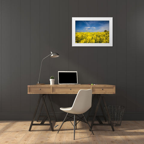 Southern Sweden-Boste lage-filed with yellow flowers-springtime White Modern Wood Framed Art Print by Bibikow, Walter