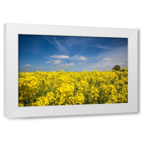Southern Sweden-Boste lage-filed with yellow flowers-springtime White Modern Wood Framed Art Print by Bibikow, Walter