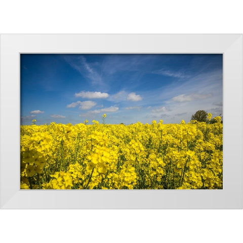 Southern Sweden-Boste lage-filed with yellow flowers-springtime White Modern Wood Framed Art Print by Bibikow, Walter