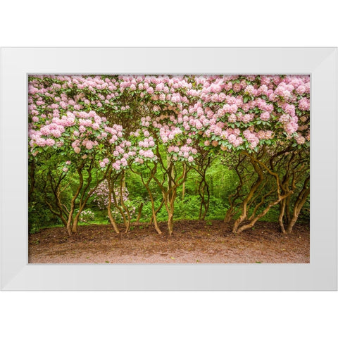 Sweden-Scania-Molle-Krapperups Slott castle-ancient home of the Gyllenstierna family-public garden- White Modern Wood Framed Art Print by Bibikow, Walter