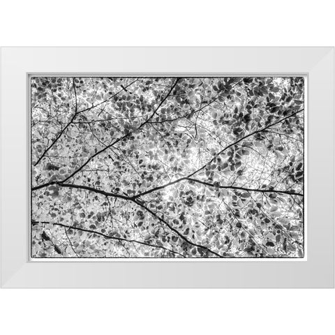 Sweden-Scania-Molle-Krapperups Slott castle-ancient home of the Gyllenstierna family-public garden- White Modern Wood Framed Art Print by Bibikow, Walter