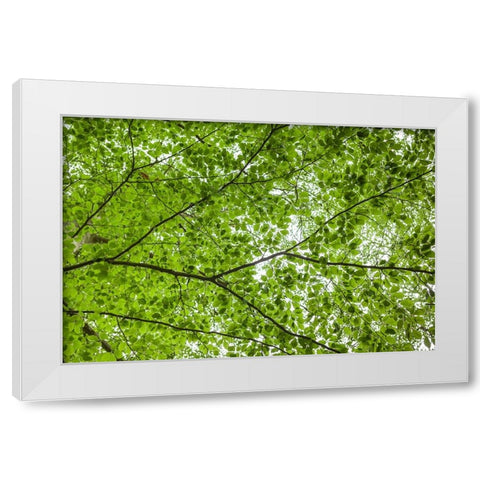 Sweden-Scania-Molle-Krapperups Slott castle-ancient home of the Gyllenstierna family-public garden- White Modern Wood Framed Art Print by Bibikow, Walter