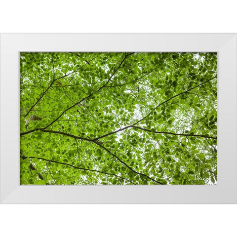 Sweden-Scania-Molle-Krapperups Slott castle-ancient home of the Gyllenstierna family-public garden- White Modern Wood Framed Art Print by Bibikow, Walter