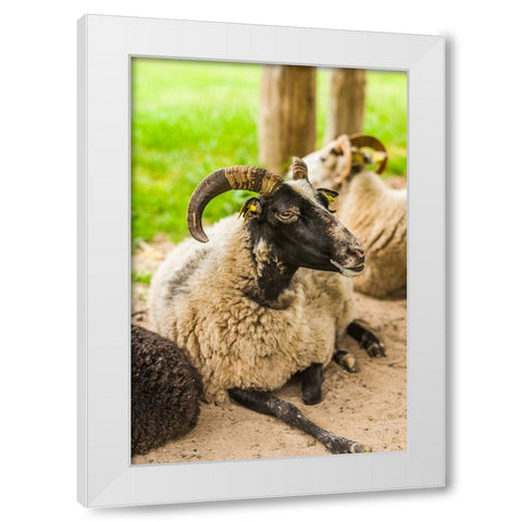 Sweden-Bohuslan-Tanumshede-goat White Modern Wood Framed Art Print by Bibikow, Walter
