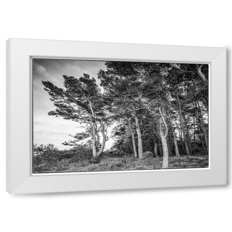Sweden-Bohuslan-Salto Island-coastal trees White Modern Wood Framed Art Print by Bibikow, Walter