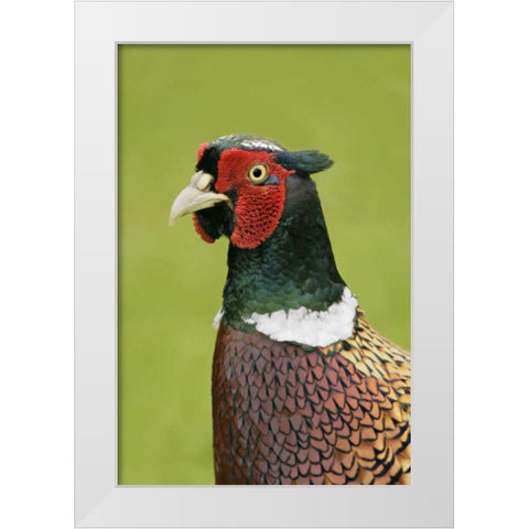 Great Britain, Tresco Isl Ring-necked pheasant White Modern Wood Framed Art Print by Morris, Arthur