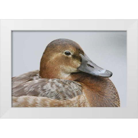 Great Britain, London Close-up of pochard duck White Modern Wood Framed Art Print by Morris, Arthur