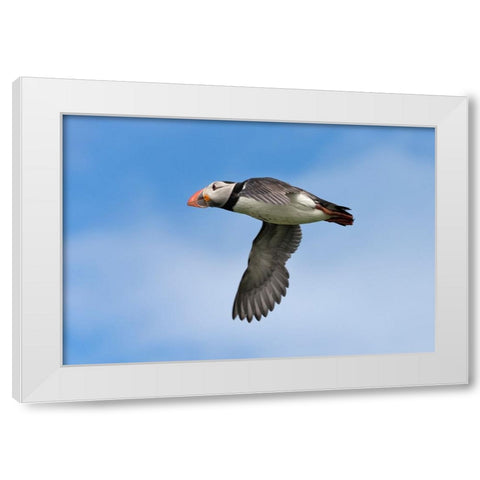 Atlantic Puffin-Fratercula arctica-flying-Northumberland-UK White Modern Wood Framed Art Print by Su, Keren