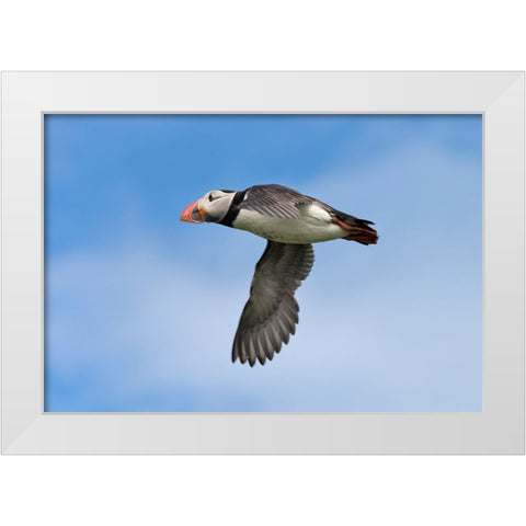Atlantic Puffin-Fratercula arctica-flying-Northumberland-UK White Modern Wood Framed Art Print by Su, Keren