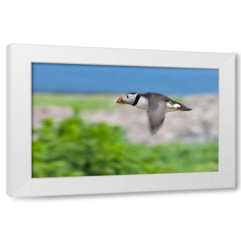 Atlantic Puffins-Fratercula arctica-flying-Northumberland-UK White Modern Wood Framed Art Print by Su, Keren