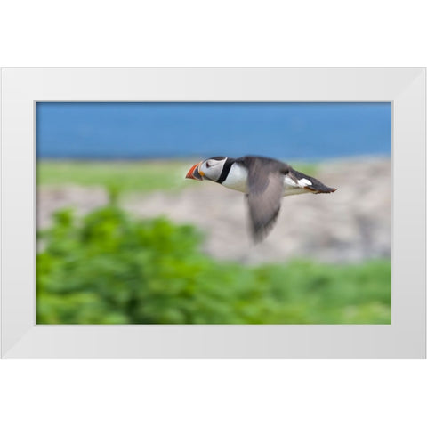 Atlantic Puffins-Fratercula arctica-flying-Northumberland-UK White Modern Wood Framed Art Print by Su, Keren