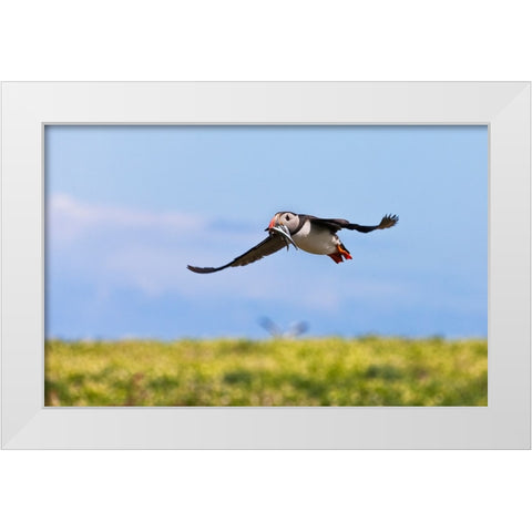 Atlantic Puffin-Fratercula arctica-flying and carrying fish in its beak-Northumberland-UK White Modern Wood Framed Art Print by Su, Keren
