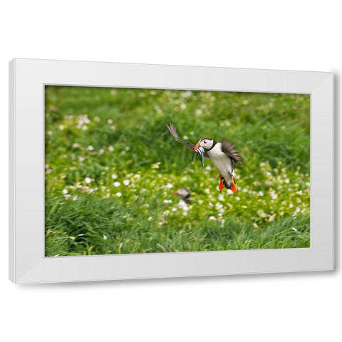 Atlantic Puffin-Fratercula arctica-flying over the meadow carrying fish in its beak-Northumberland- White Modern Wood Framed Art Print by Su, Keren