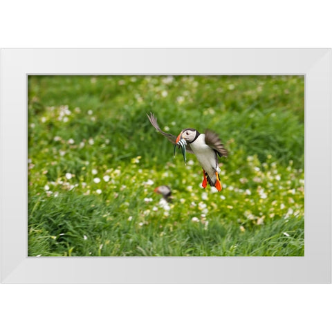 Atlantic Puffin-Fratercula arctica-flying over the meadow carrying fish in its beak-Northumberland- White Modern Wood Framed Art Print by Su, Keren