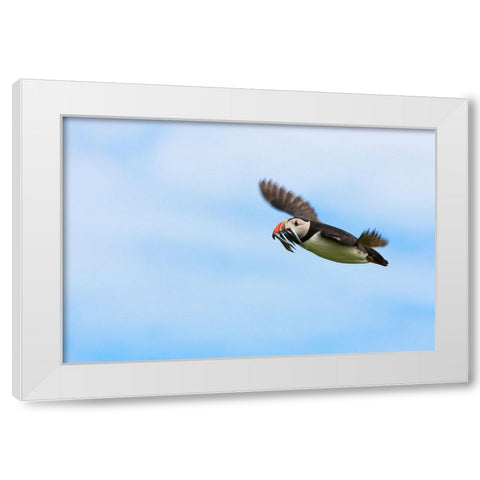 Atlantic Puffins-Fratercula arctica-flying and carrying fish in its beak-Northumberland-UK White Modern Wood Framed Art Print by Su, Keren