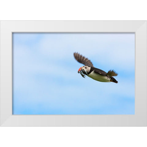 Atlantic Puffins-Fratercula arctica-flying and carrying fish in its beak-Northumberland-UK White Modern Wood Framed Art Print by Su, Keren