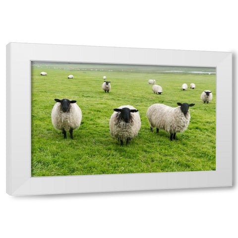 Blackface ewe-Northumberland-England-UK White Modern Wood Framed Art Print by Su, Keren