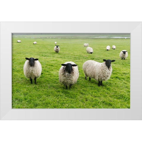 Blackface ewe-Northumberland-England-UK White Modern Wood Framed Art Print by Su, Keren