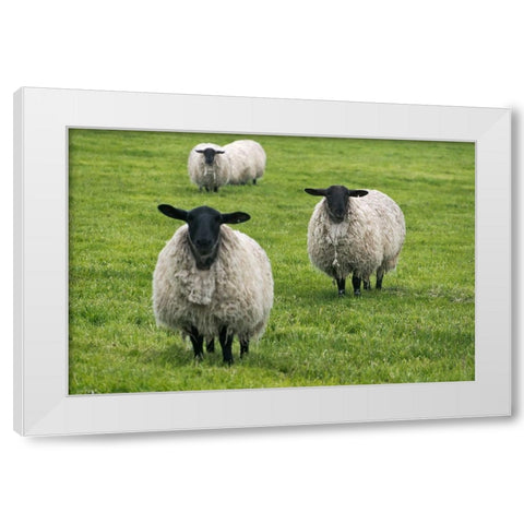 Blackface ewe-Northumberland-England-UK White Modern Wood Framed Art Print by Su, Keren