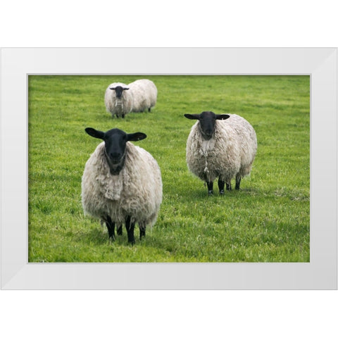 Blackface ewe-Northumberland-England-UK White Modern Wood Framed Art Print by Su, Keren