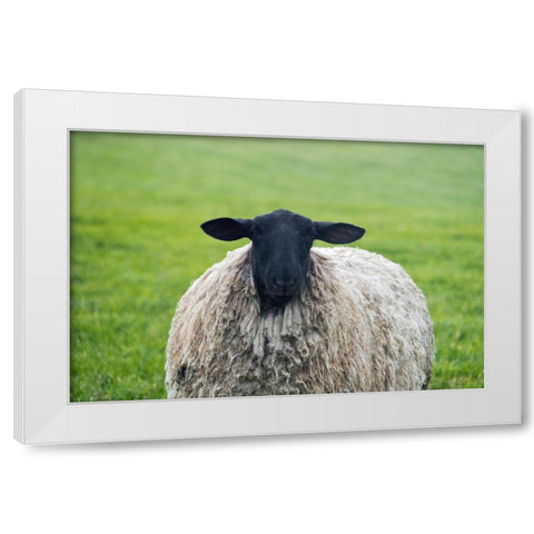 Blackface ewe-Northumberland-England-UK White Modern Wood Framed Art Print by Su, Keren