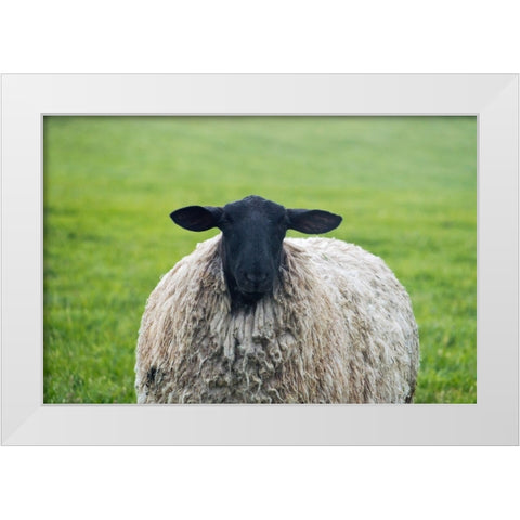 Blackface ewe-Northumberland-England-UK White Modern Wood Framed Art Print by Su, Keren