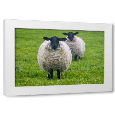 Blackface ewe-Northumberland-England-UK White Modern Wood Framed Art Print by Su, Keren