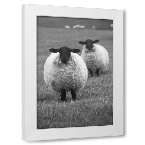 Blackface ewe-Northumberland-England-UK White Modern Wood Framed Art Print by Su, Keren