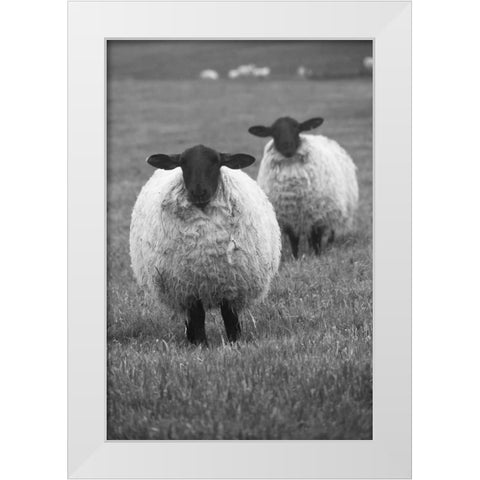 Blackface ewe-Northumberland-England-UK White Modern Wood Framed Art Print by Su, Keren