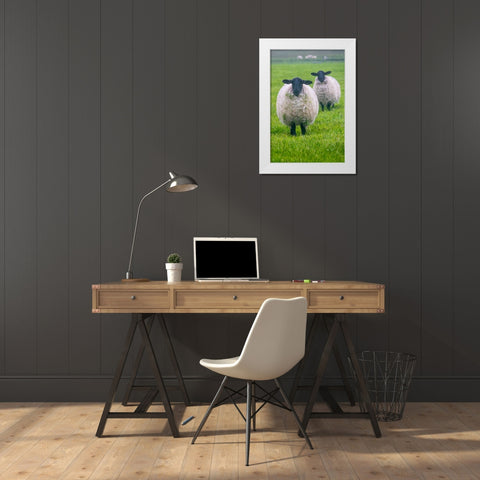 Blackface ewe-Northumberland-England-UK White Modern Wood Framed Art Print by Su, Keren