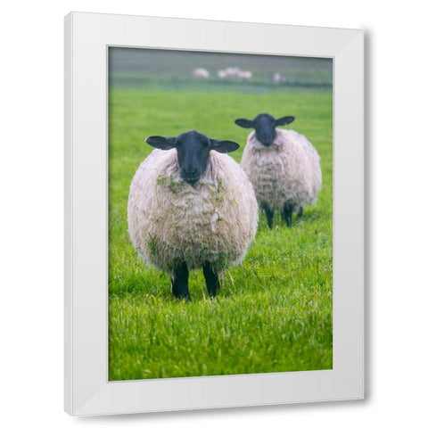 Blackface ewe-Northumberland-England-UK White Modern Wood Framed Art Print by Su, Keren
