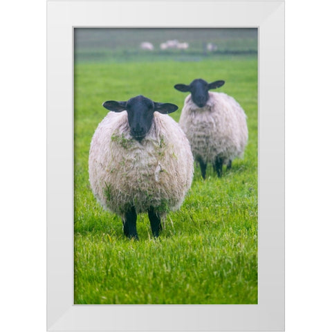 Blackface ewe-Northumberland-England-UK White Modern Wood Framed Art Print by Su, Keren