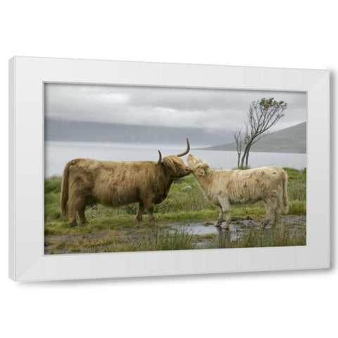 Scotland, Highland cows courting and grooming White Modern Wood Framed Art Print by Anon, Ellen