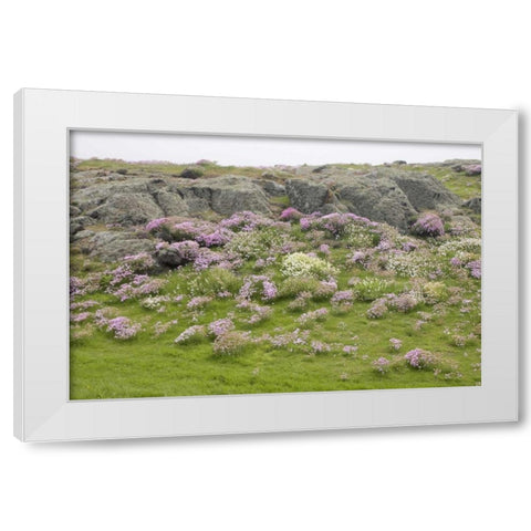 Scotland, Isle of May Flowers and boulders White Modern Wood Framed Art Print by Morris, Arthur
