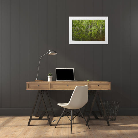 Scotland, Cairngorm NP Calm lake in forest White Modern Wood Framed Art Print by Illg, Cathy and Gordon