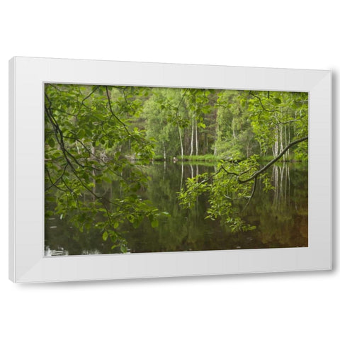 Scotland, Cairngorm NP Calm lake in forest White Modern Wood Framed Art Print by Illg, Cathy and Gordon