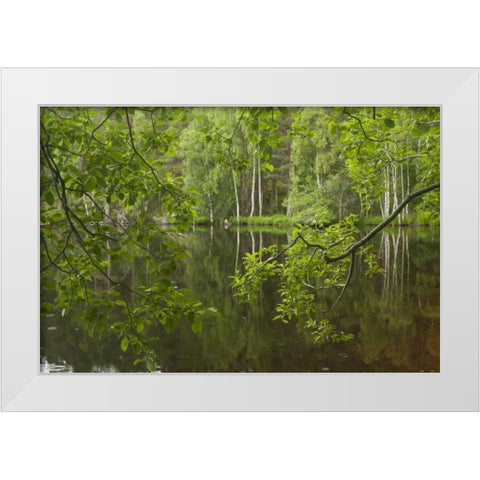 Scotland, Cairngorm NP Calm lake in forest White Modern Wood Framed Art Print by Illg, Cathy and Gordon