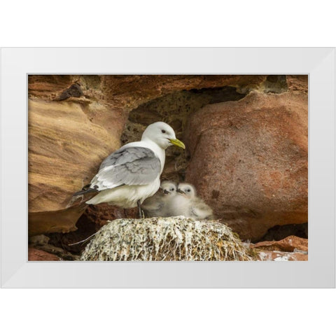 Scotland, Dunbar Kittiwake parent and chicks White Modern Wood Framed Art Print by Illg, Cathy and Gordon