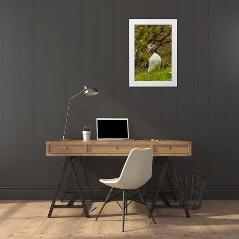 Scotland, Shetland Isl Atlantic puffin with fish White Modern Wood Framed Art Print by Illg, Cathy and Gordon