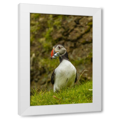 Scotland, Shetland Isl Atlantic puffin with fish White Modern Wood Framed Art Print by Illg, Cathy and Gordon
