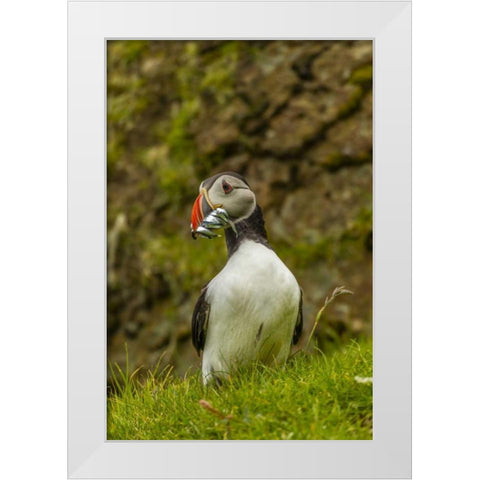 Scotland, Shetland Isl Atlantic puffin with fish White Modern Wood Framed Art Print by Illg, Cathy and Gordon